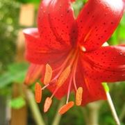 significato fiori lilium rosse
