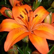 significato lilium arancio-1