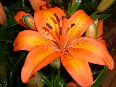 significato lilium arancio-1