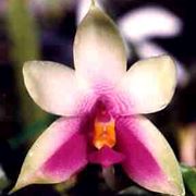 significato orchidee viola