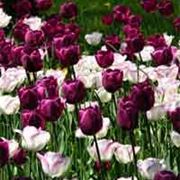 significato tulipani viola