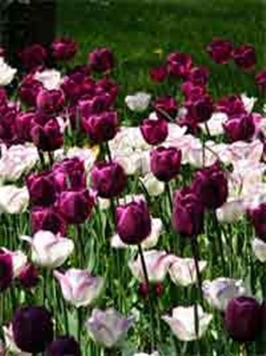 significato tulipani viola