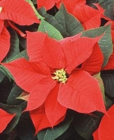 Thunbergia natalensis