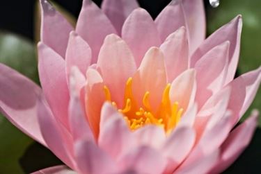 Come realizzare un fiore