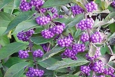 vasi fiori