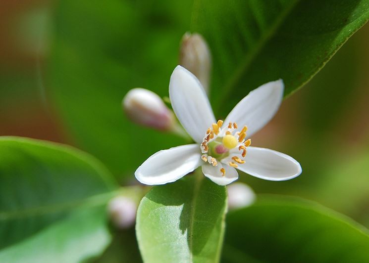 Limone Primofiore