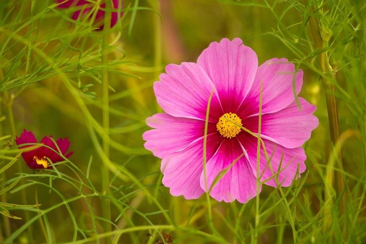 significato fiori rosa 