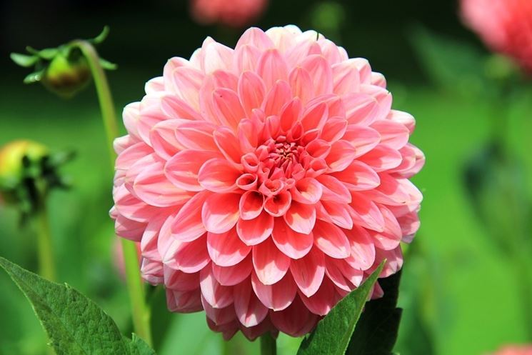 Cura dei Fiori-5