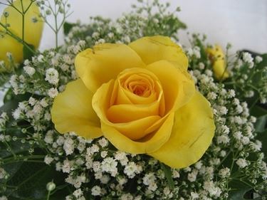 fiori anniversario-7