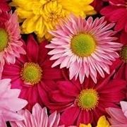 fiori festa della mamma