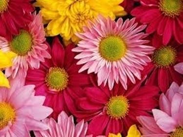 fiori festa della mamma
