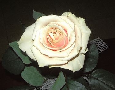 fiori per anniversario