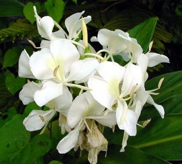 fiori per il battesimo-1