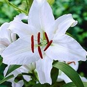 fiori per il battesimo-2
