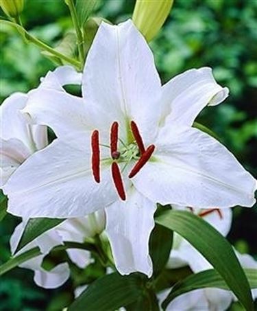 fiori per il battesimo-2