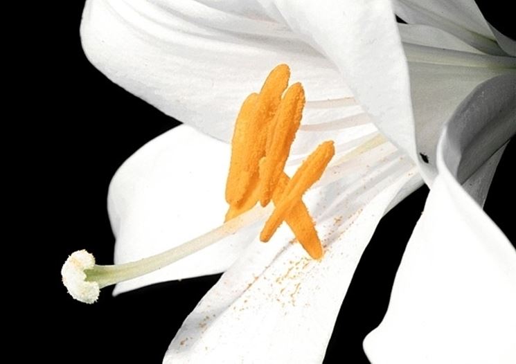 fiori per il battesimo