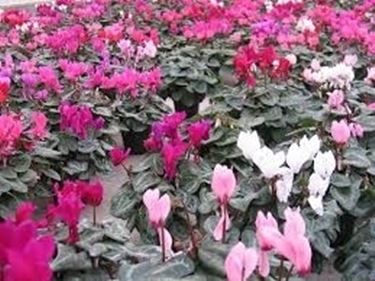 fiori per il diploma-4
