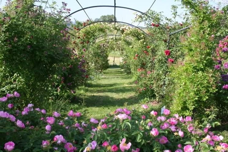 fiori per il diploma-6