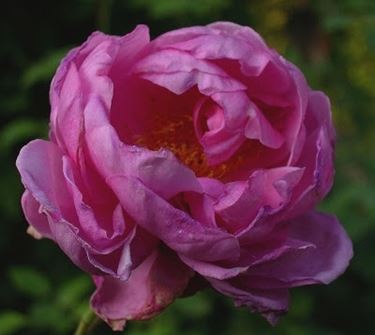 fiori per la convalescenza-9