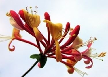 fiori ringraziamenti