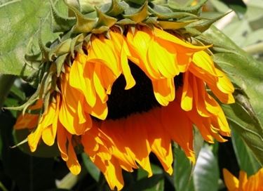 fiori compleanno-6