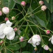 fiori convalescenza