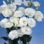 fiori cresima-1