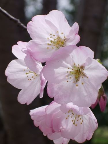 fiori cresima-5
