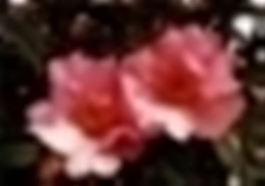 fiori diploma-4