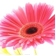 fiori diploma-6