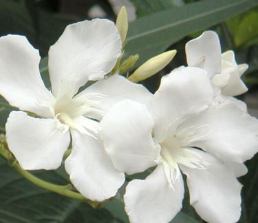 fiori diploma-8
