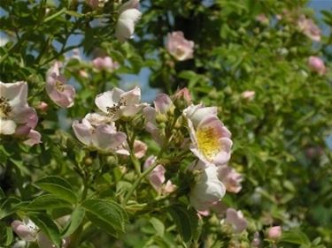 fiori diploma-9