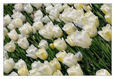 fiori laurea-7