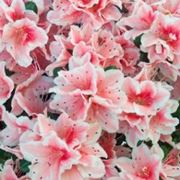 fiori on line-7