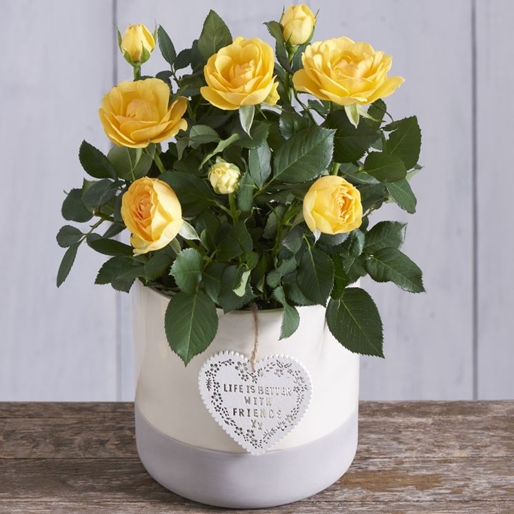 Fiori per anniversario e festa della mamma - regalare ...