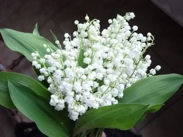 fiori ringraziamenti-8