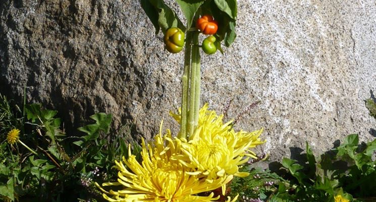 I passi per eseguire una composizione di fiori artificiali
