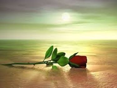 mazzo di rose-1