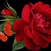 mazzo di rose-5
