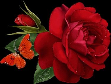 mazzo di rose-5