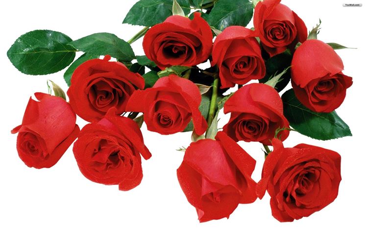 mazzo di rose-7