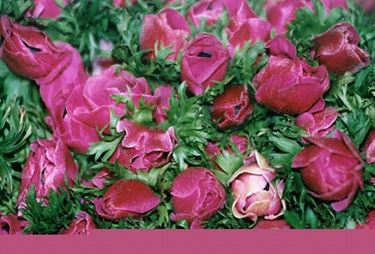 regalare fiori ad un uomo-12