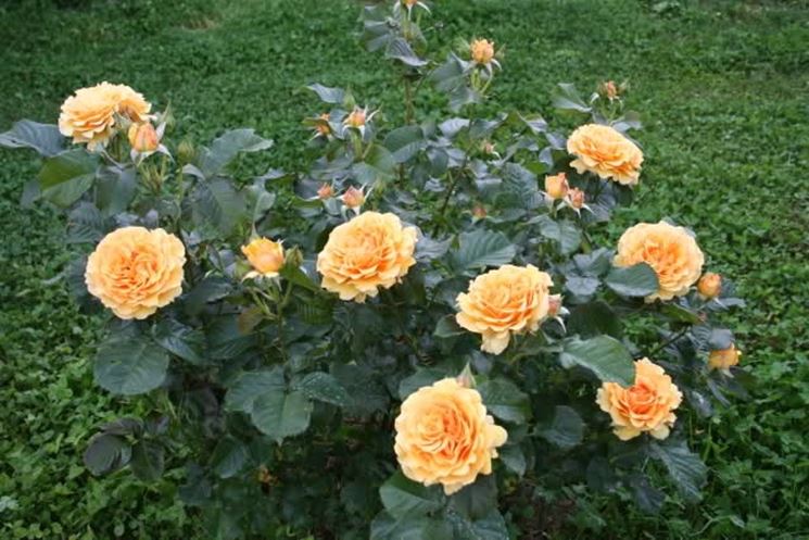 regalare fiori ad un uomo-1