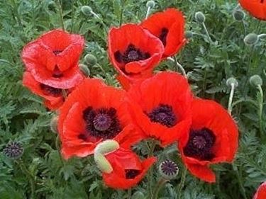 regalare fiori ad un uomo-6