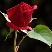 boccioli di rose