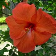 bouquet di rose a domicilio
