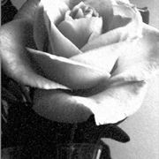 bouquet di rose bianche