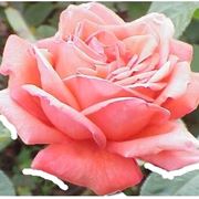 bouquet di rose rosa