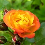 bouquet rose arancioni
