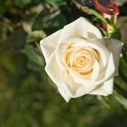 bouquet rose bianche